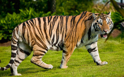 Terrific-Tiger-Walking-on-Grass