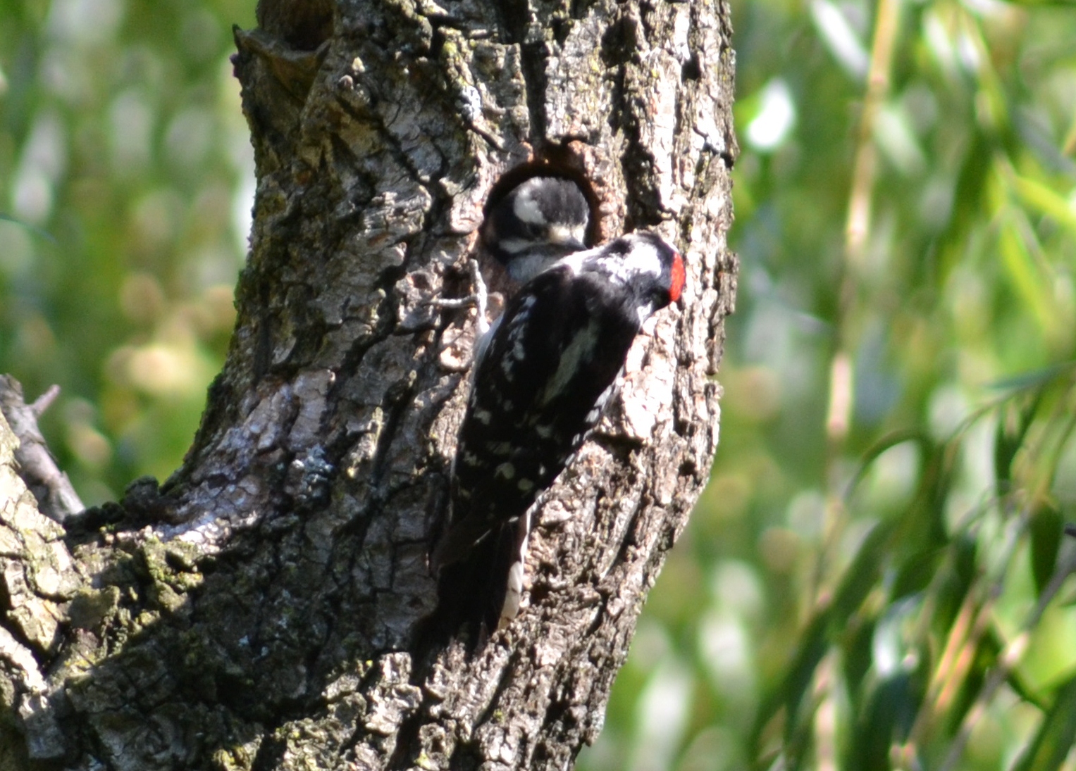 Landscape, Nature and Wildlife Photography done by Angie K. Johnson