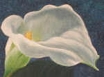 calla lily (2)