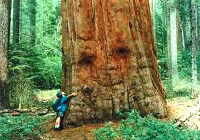 Abrazar un arbol es sentir su inmenso amor