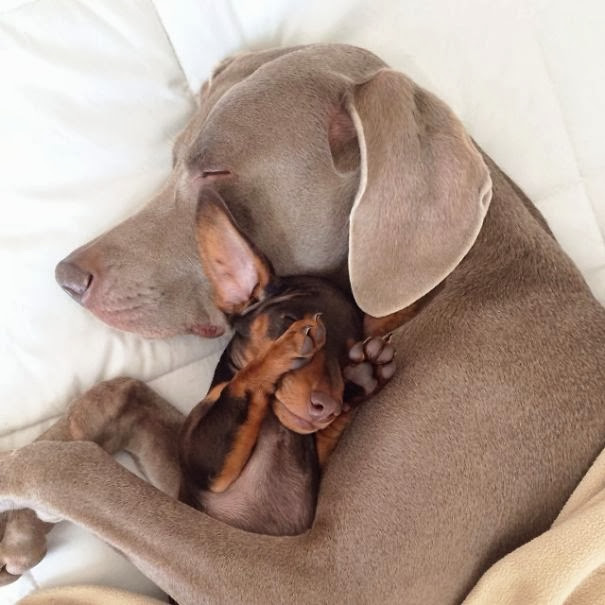 Estos perritos son los mejores amigos: Harlow e Indiana