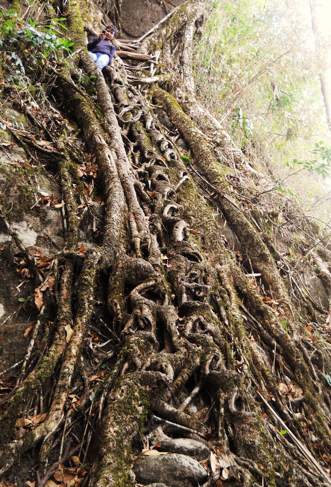 evenfewergoats The Undiscovered Living Root Bridges of Meghalaya Part