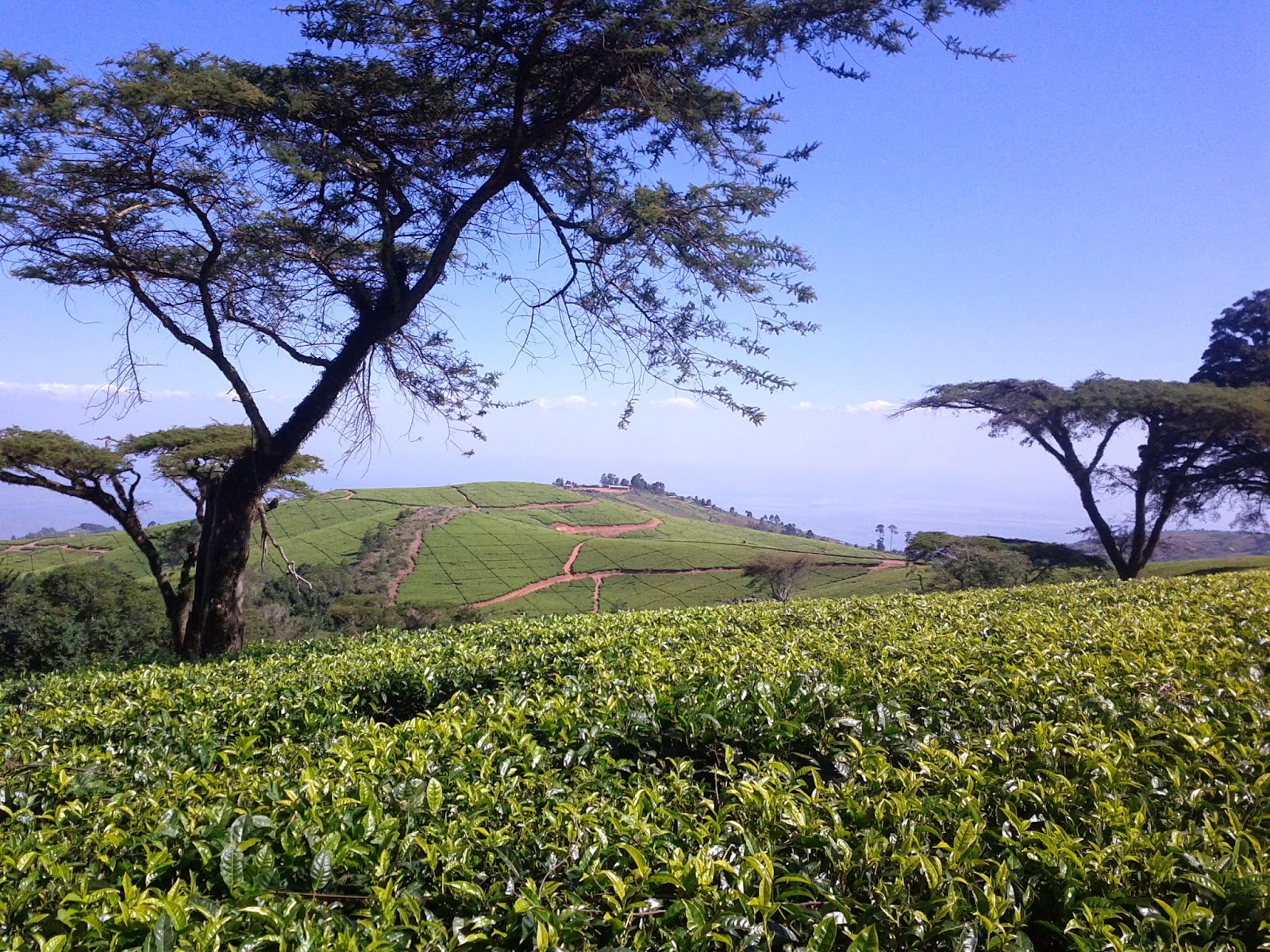 Green and pleasant lands of Malawi