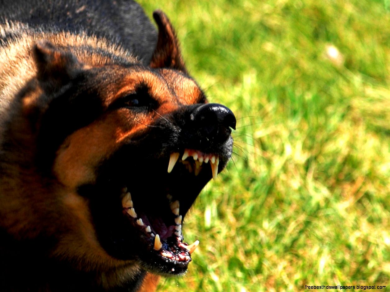 Angry German Shepherd Dog Angry German Shepherd Dog