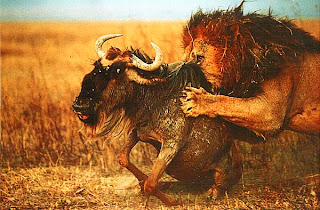 Лев, убивающий антилопу-гну