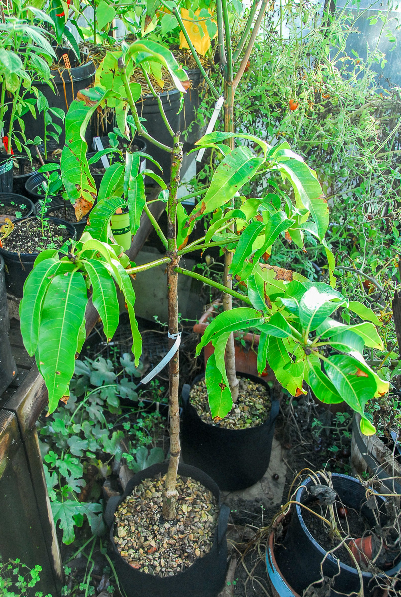 MANGO69 Mango greenhouse update.