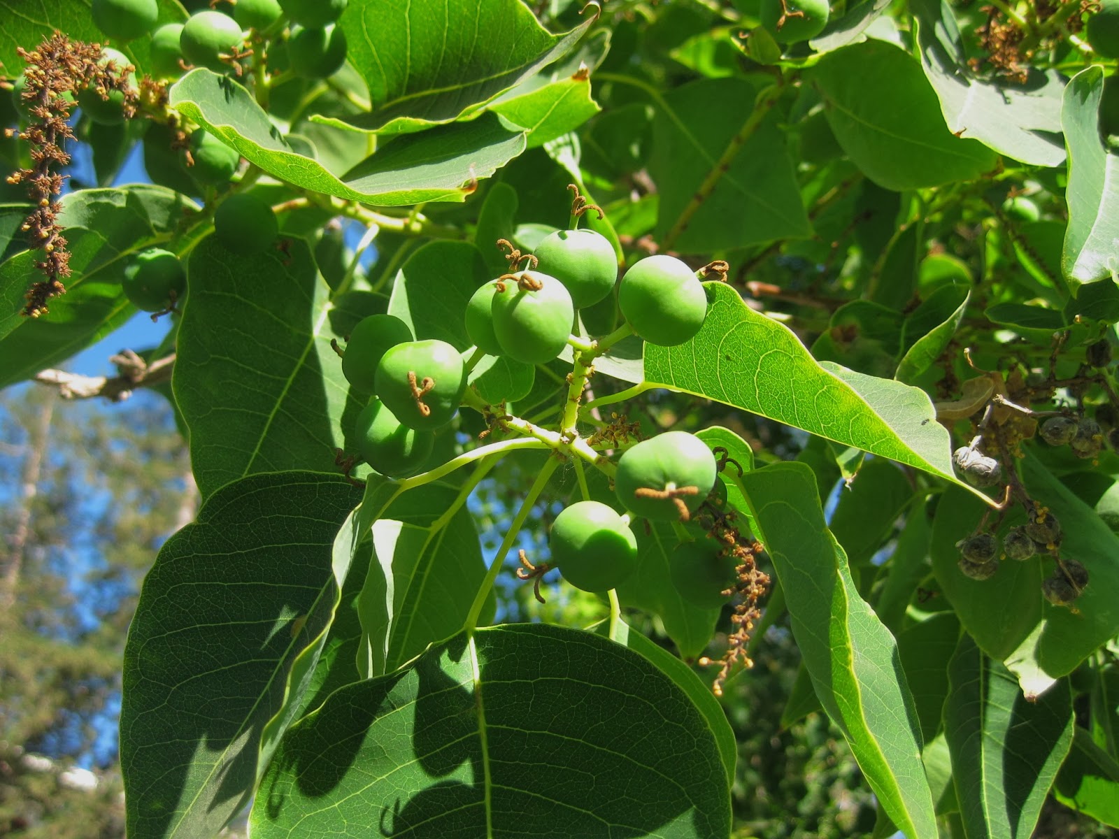 Trees of Santa Cruz County Triadica sebifera Chinese Tallow Tree