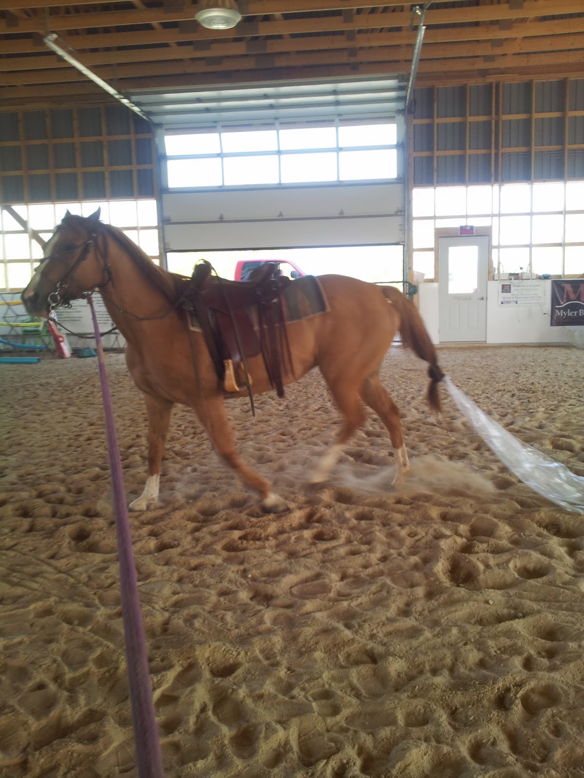 Foundation Reining Training Centre Tail Extensions