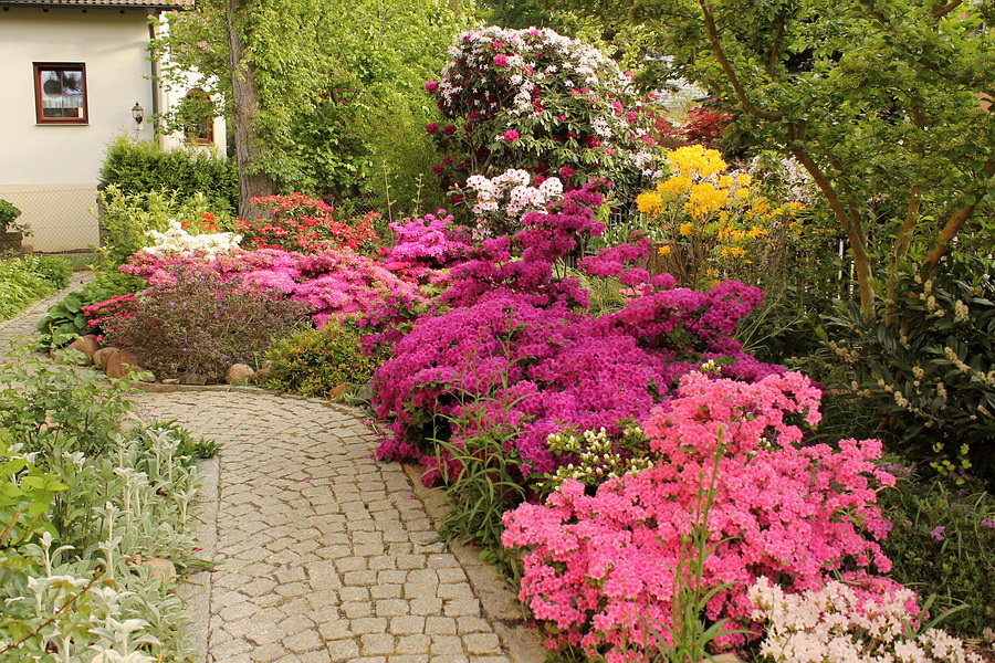 Mein Garten lebt RhododendronFieber