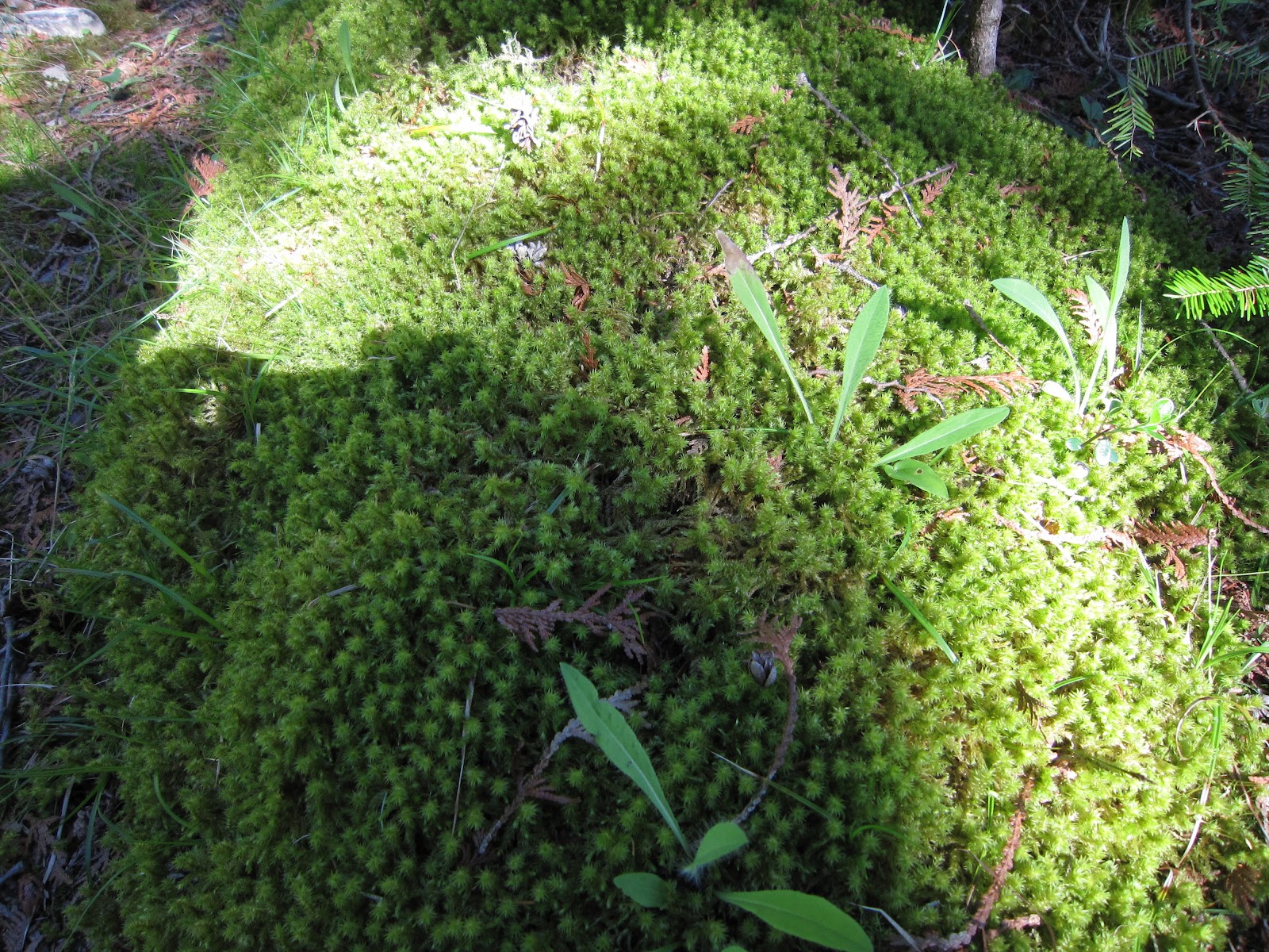 Amy Brown Science Mosses, Mosses, Mosses!