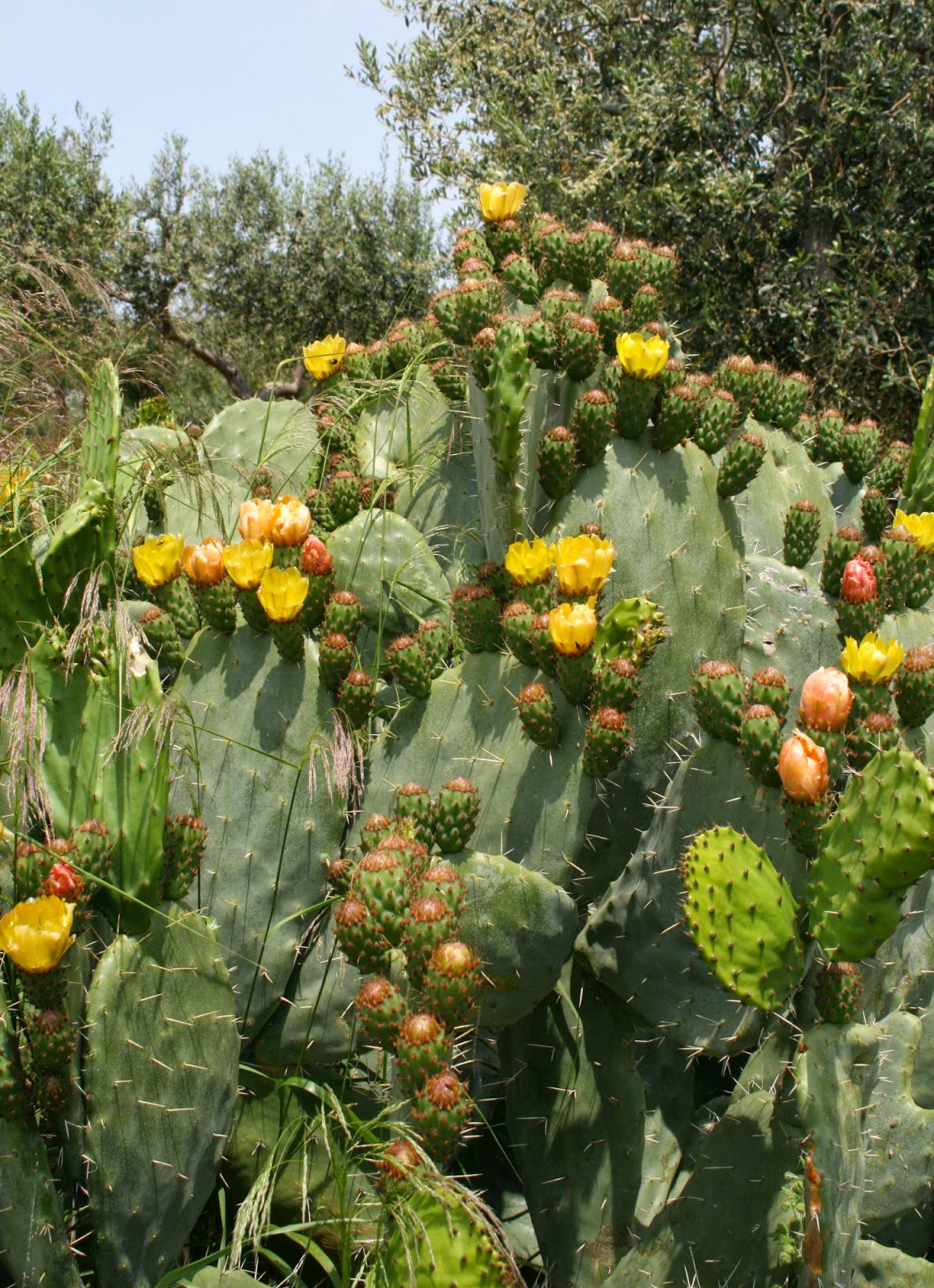Prickly Pear Cactus (Opuntia Ficusindica) Overview, Health Benefits