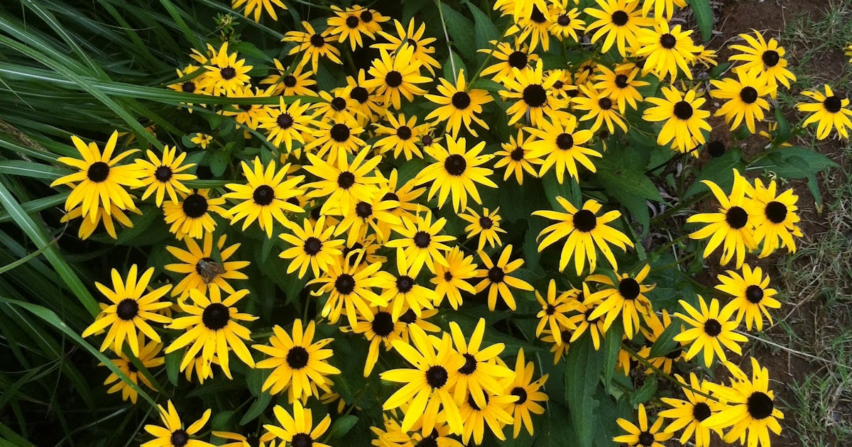 Garden on Hastings Adding Yellow . . . Easy & Low Maintenance!