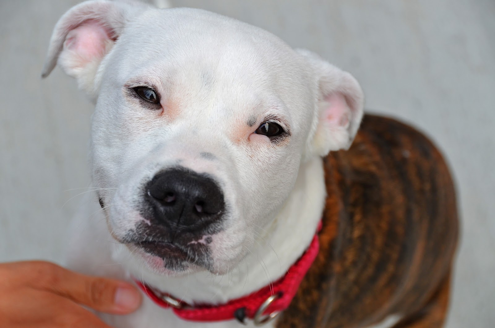 Dogs In the Bubble Alex Tripod Puppy