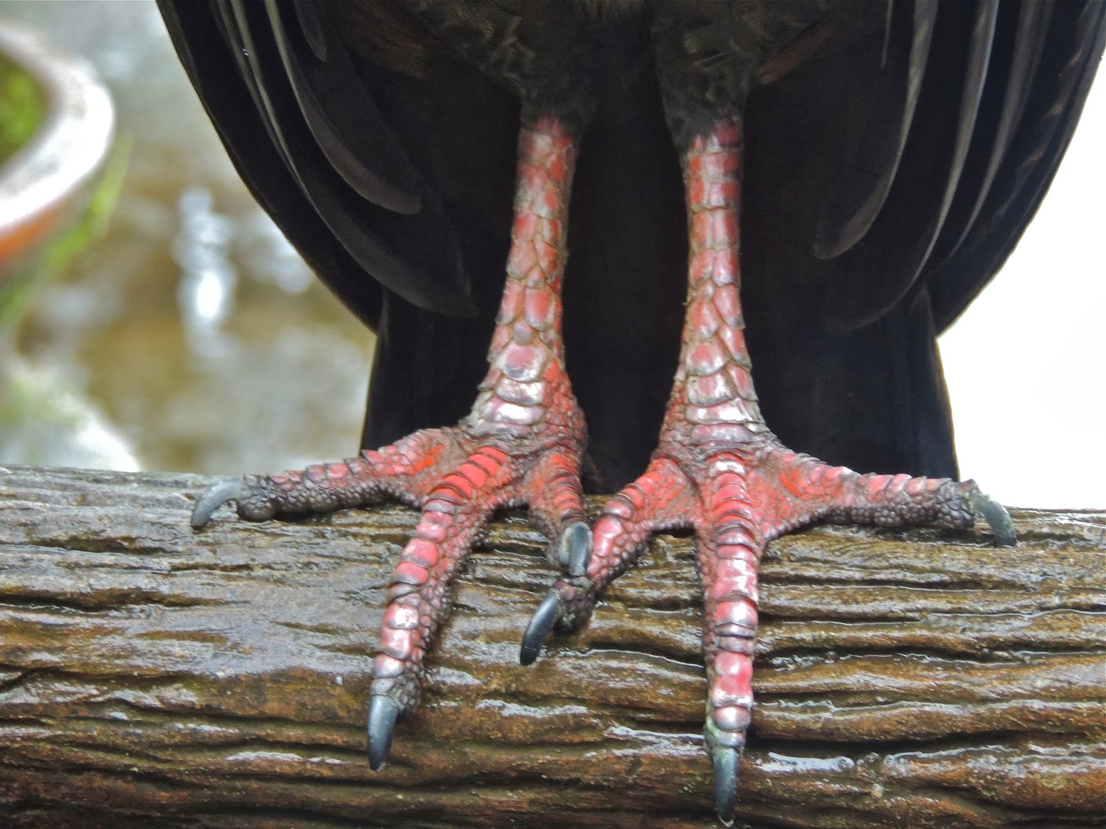 parrotfeetcloseup.jpg Little Birdie Feets Pinterest Parrots