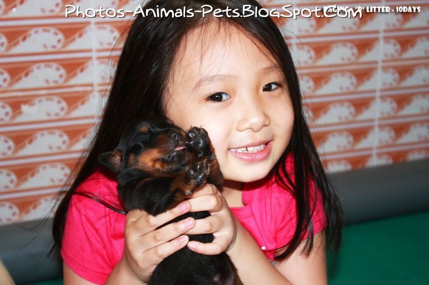 Cutest Rottweiler