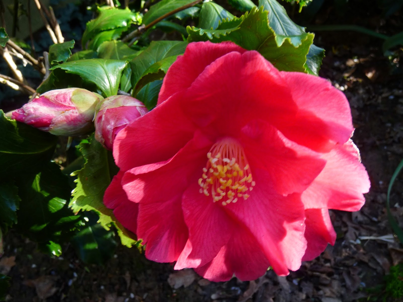 Cagouille S Garden Commande Promesse De Fleurs