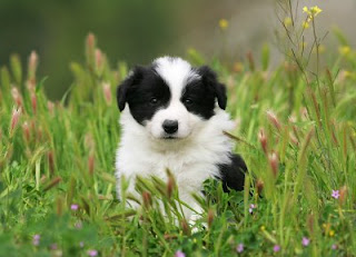 Border Collie Puppy Picture