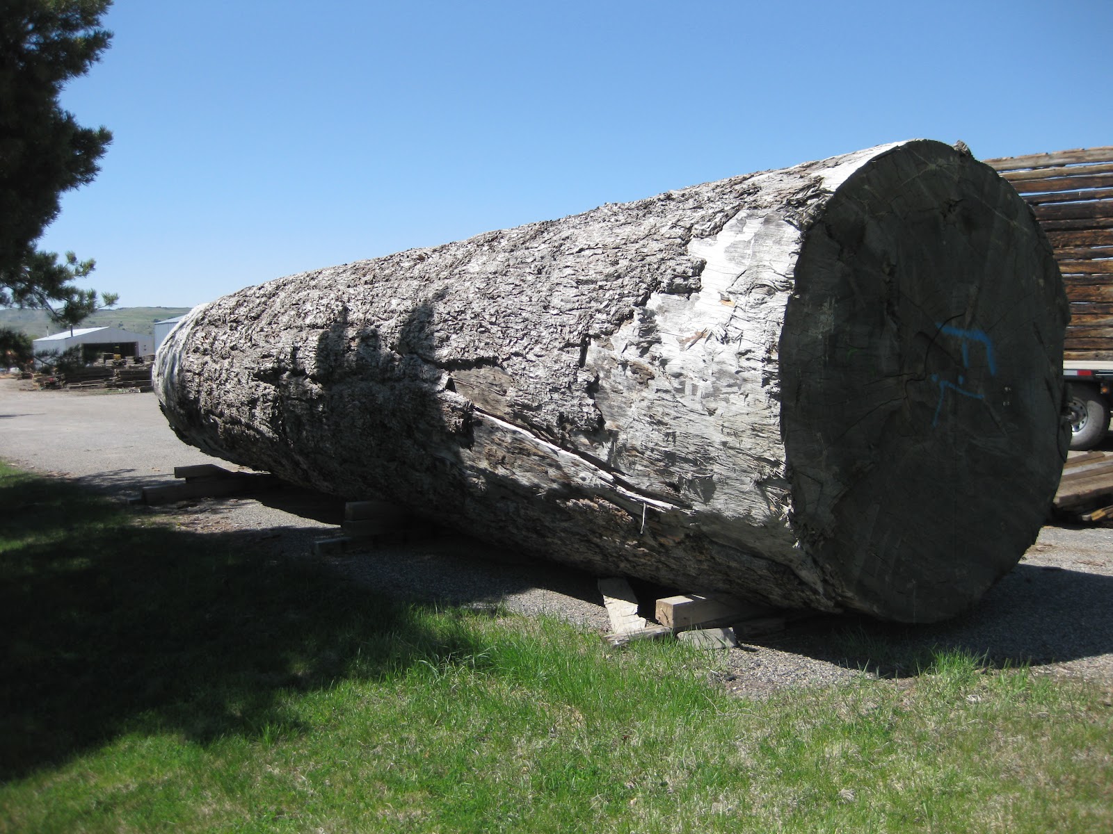 Montana Reclaimed Lumber Co. Old Growth DouglasFir Logs