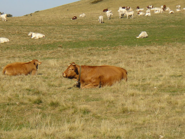 vaches au col du sénépi