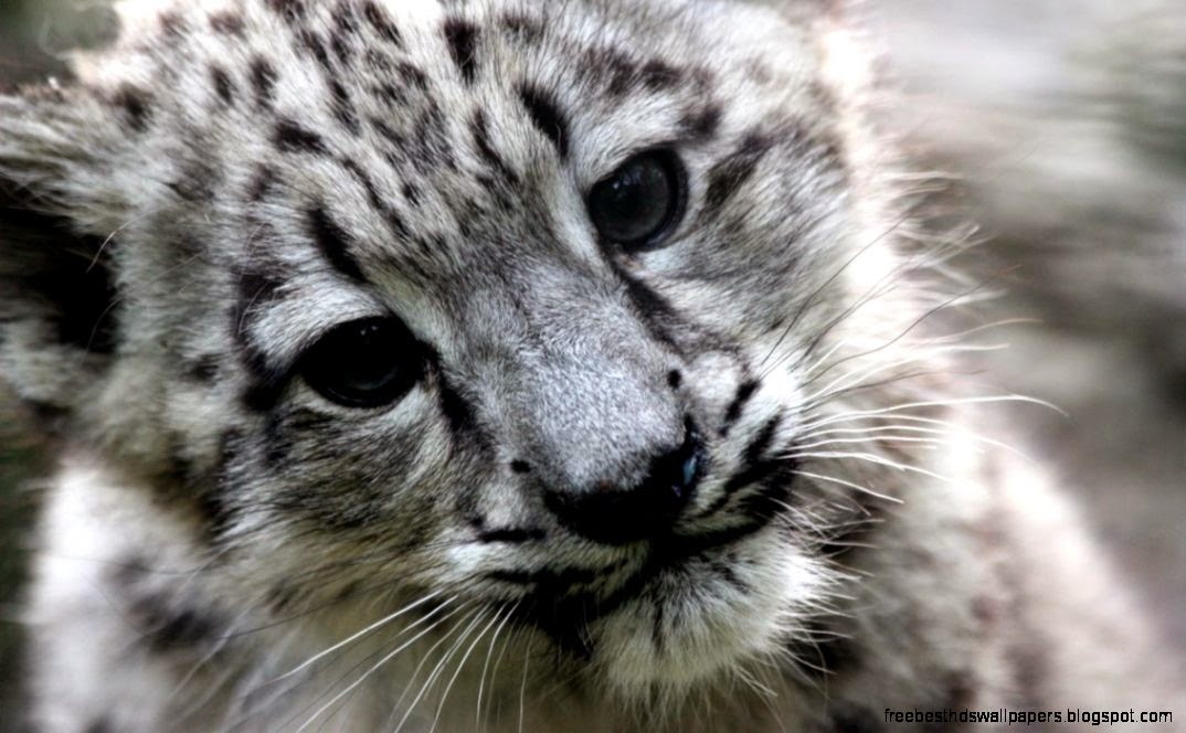 Snow Leopard Cub Wallpaper by Fugal PintaW – HD Wallpapers for Snow Leopard Cub Wallpaper by Fugal PintaW – HD Wallpapers for