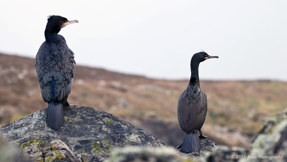 Celia Bartlett Photography Cormorant or Shag?