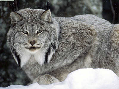 Main Coon