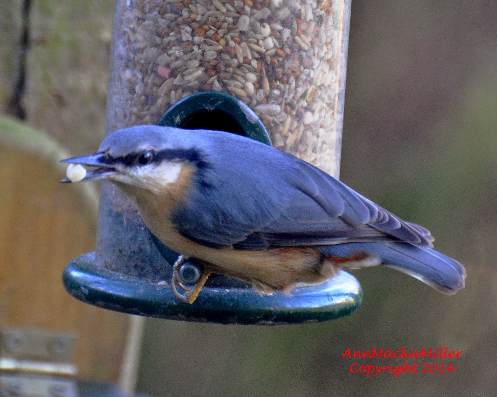 nuthatch with seed in its beak nuthatch on garden feeder with seed in its beak