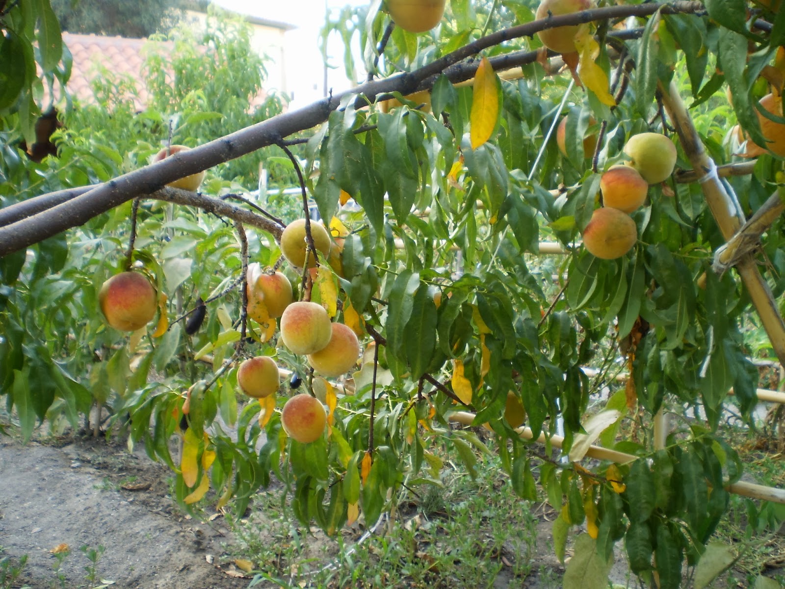 Returning Home to Greece Fruit Trees