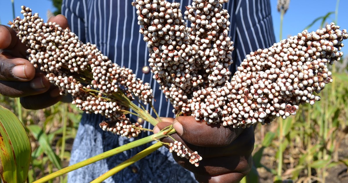 The Horizons Climatesmart Kenyan crop hits a setback hungry birds