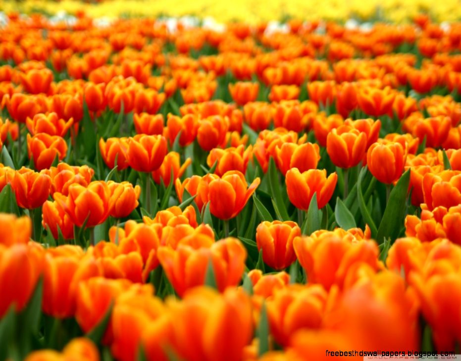 Orange Tulips Spring Flowers HD desktop wallpaper  Widescreen Orange Tulips Spring Flowers HD desktop wallpaper  Widescreen