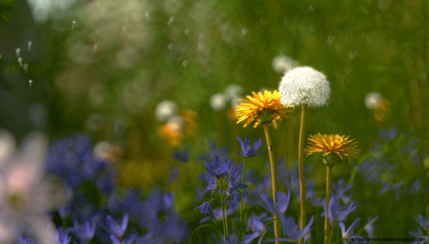 Xfrog Beautiful Flowers Dandelions Xfrog Beautiful Flowers Dandelions
