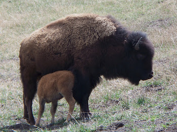 Bison