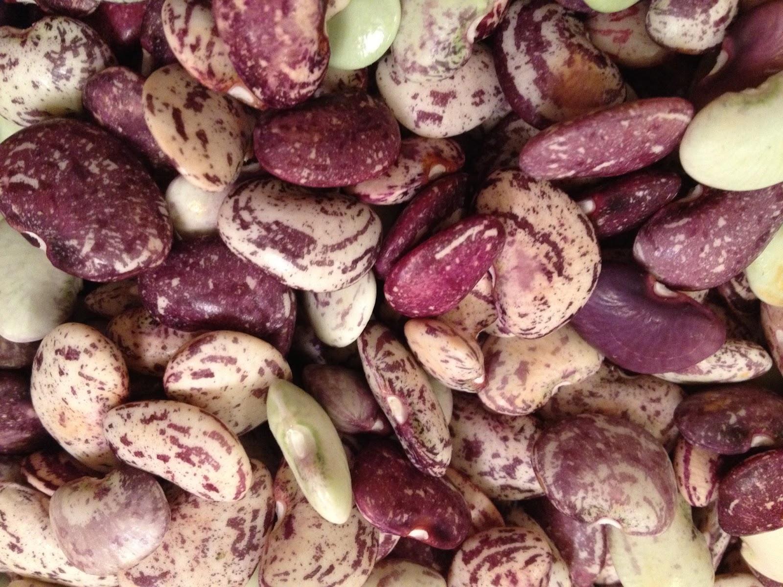 Headspace Speckled Limas Beans