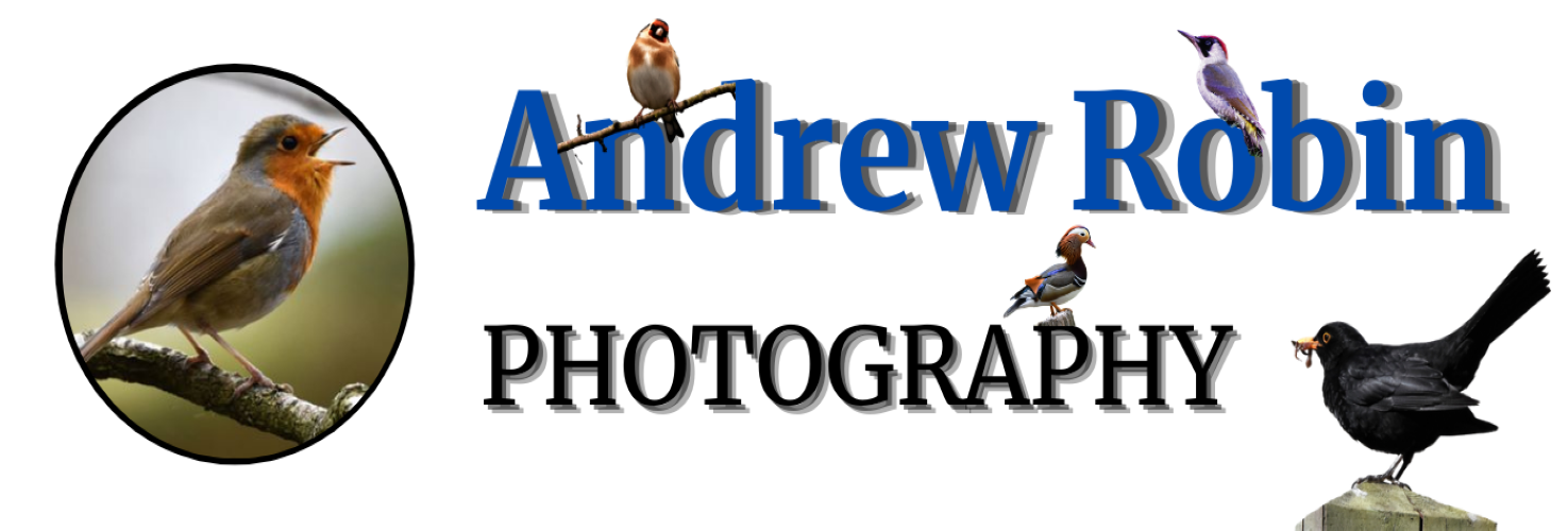 Andrew Robin photography.