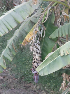 fruit visible on the banana plant