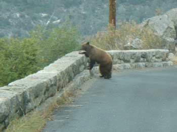 On our way to the reservoir a bear crossed paths with us.