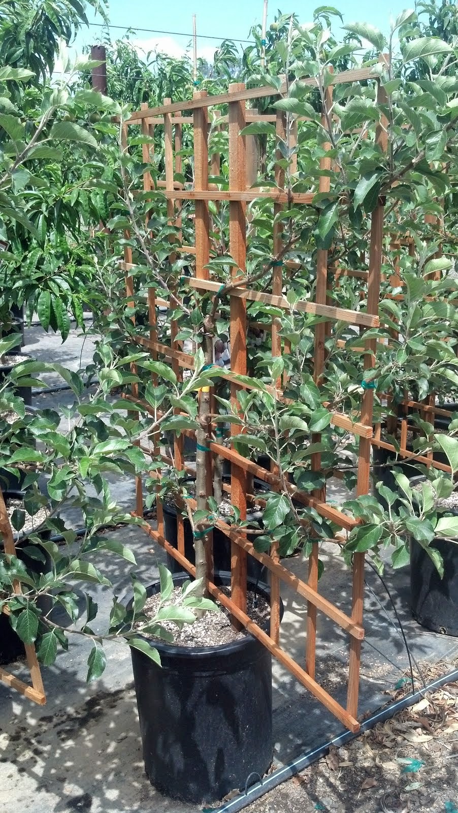 Western Tree Nursery Northern California