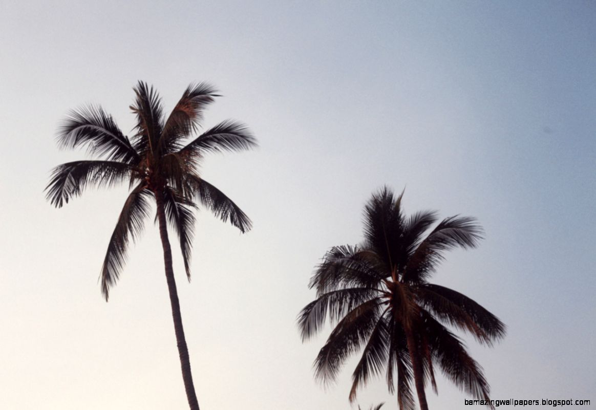 Palm Trees Tumblr Decorating 42161 Pool Ideas Design Palm Trees Tumblr Decorating 42161 Pool Ideas Design