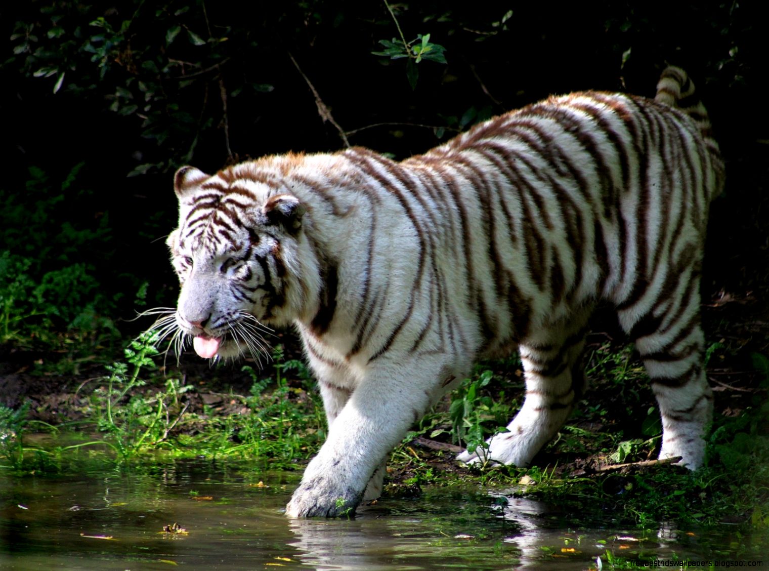 White Tiger Desktop White Tiger Desktop