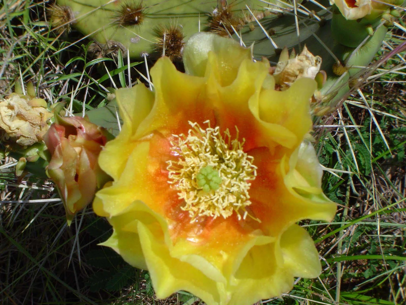 Cactus, Opuntia Wildflower School of Botanical Medicine
