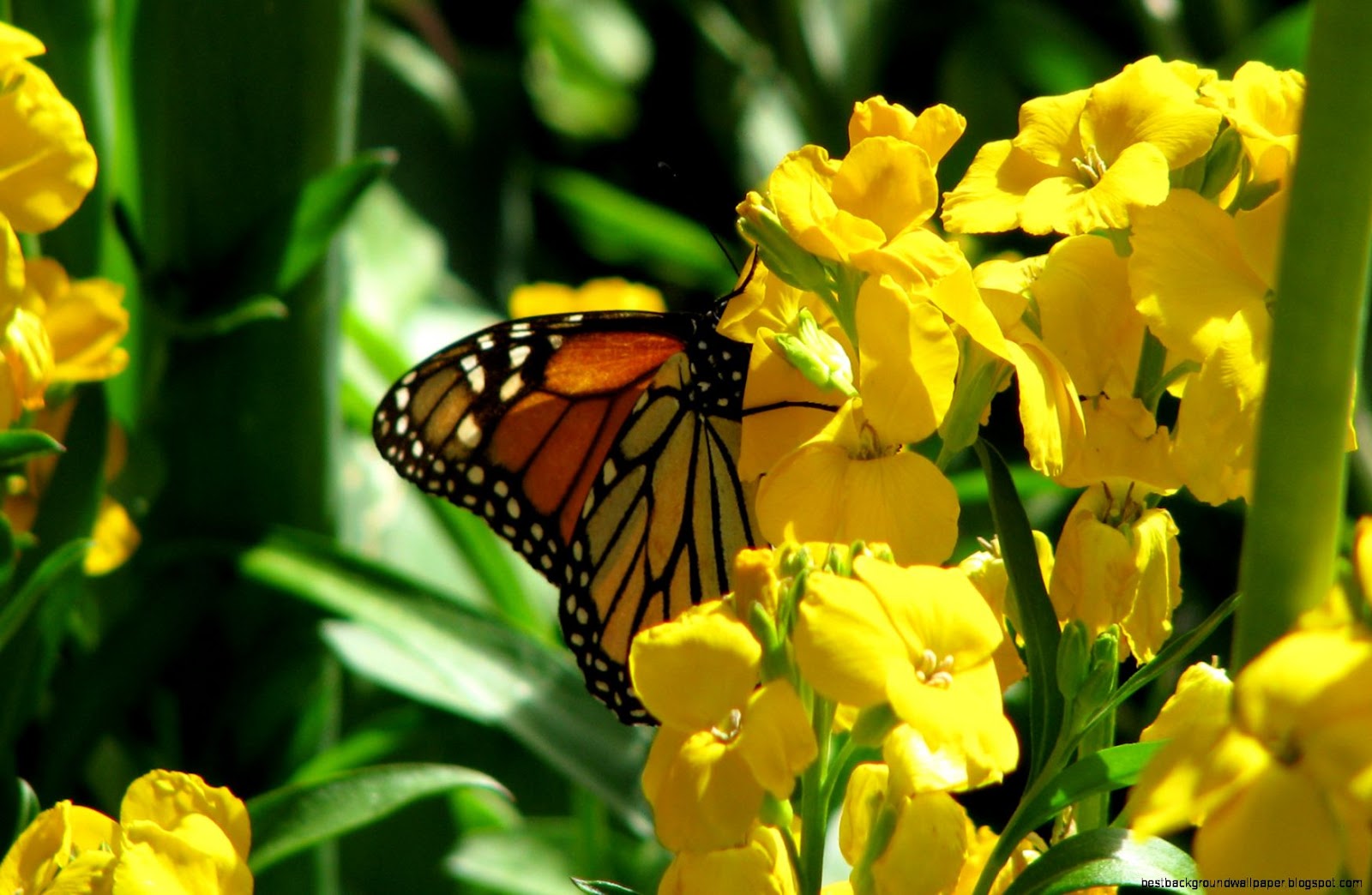 Desktop Spring Flowers Butterflies Desktop Spring Flowers Butterflies