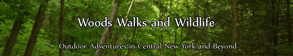 Woods Walks and Wildlife