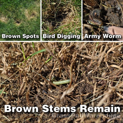 download armyworms in grass download armyworms in grass