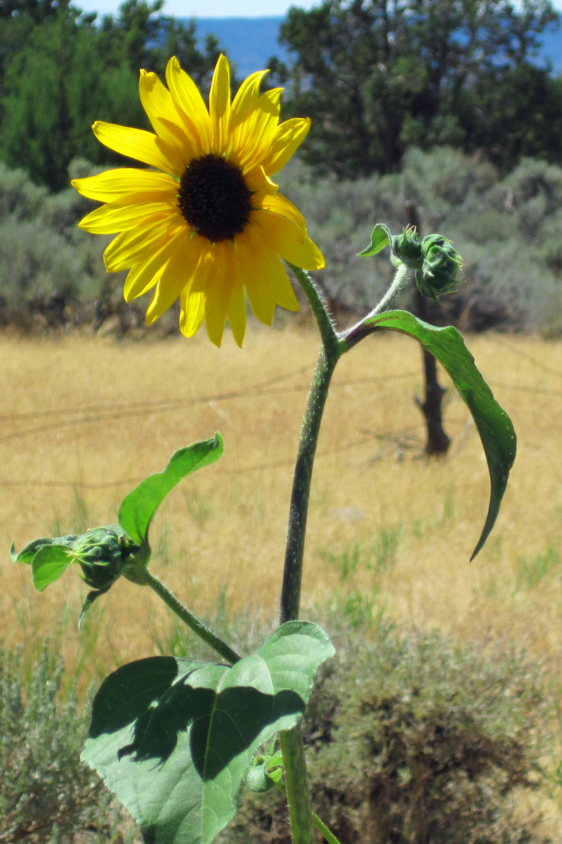 FisherDad Red Creek Reservoir, Utah's Dixie National Forest
