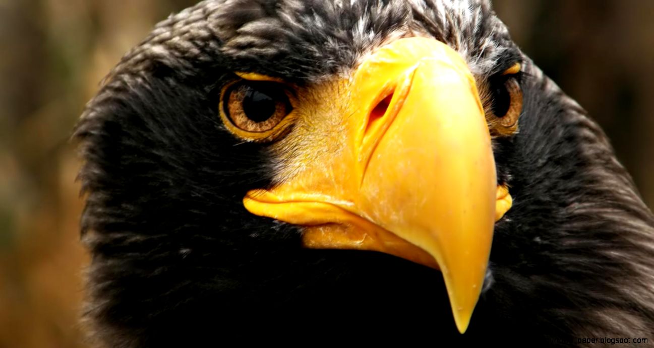 Desktop Wallpaper · Gallery · HD Notebook · Sea eagle hd Desktop Wallpaper · Gallery · HD Notebook · Sea eagle hd