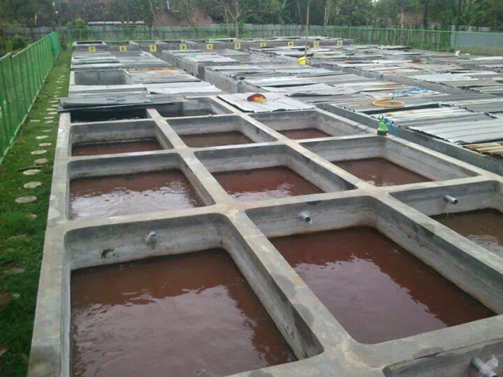 Cara Agar Kolam Lele Tidak Berbusa Lele Masamo