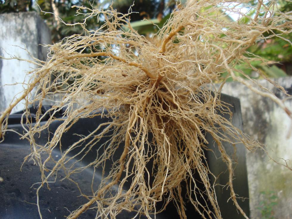Organic micro farm and vegetable terrace garden Container and Roots