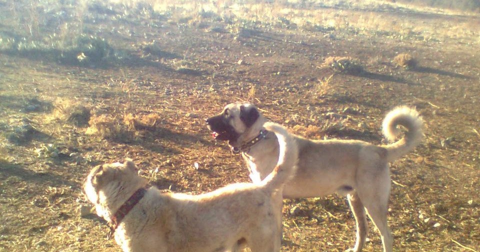 Kangal Vs Kangal KANGAL SEVDALILARI