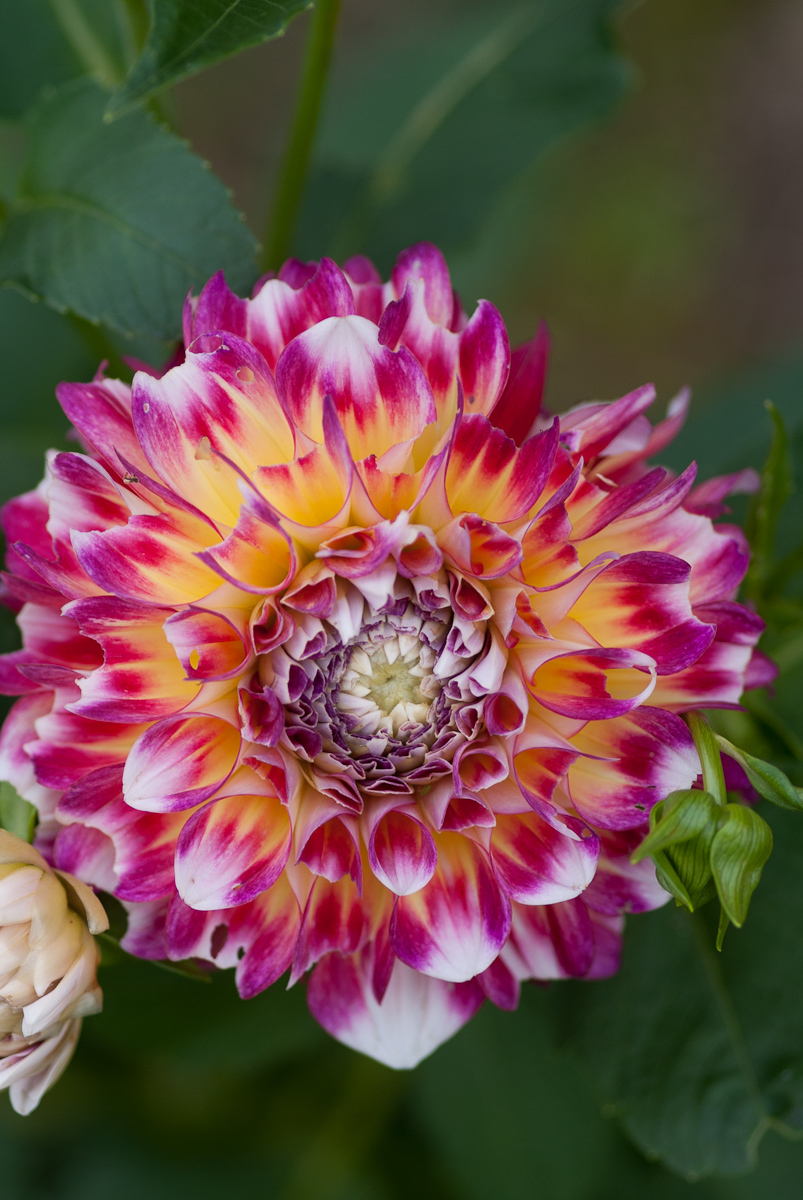 Flowers World DahliaHawaiiFlower