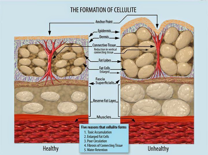 The journal of a recovering food addict How Does Fat Leave The Body